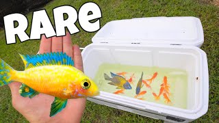 Catching Colorful Fish For My MEGA Bait Tank [upl. by Lorrad]