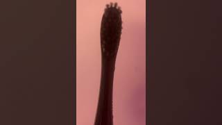 Colgate 360 Toothbrush [upl. by Aidualc159]