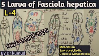 Fasciola hepaticaLarval Stages of Liver FlukeMiracidiumSporocystRediaCercariaMetacercariaBSc1 [upl. by Goran]