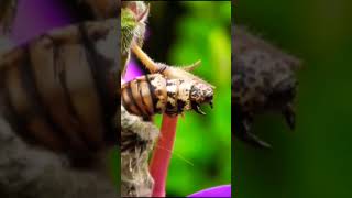 Wild Life DOCUMENTARY Metamorphosis [upl. by Floria]