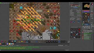 Tibia Paladin Roshamuul 250 BEST EXP AND LOOT  19KKH [upl. by Ojok]