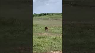 Wow Thrilling Cheetah Hunt for Antelopes 😱 [upl. by Ratna]