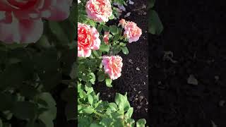 Как я их люблюШато де Вармакус rose maryroses flowers [upl. by Aciretehs]