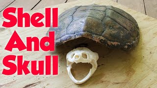 How To Mount A Turtle Shell And Skull [upl. by Ryun]