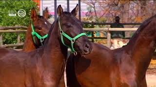 Caballos de pura raza española de la Yeguada Real Tesoro de Jerez [upl. by Anerak]