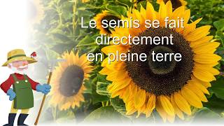 Comment avoir des tournesol géants [upl. by Hepsiba]