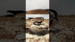 SpurWinged Lapwing Breeding In Qatar wildlife birds photography birds qatar [upl. by Adnawahs]