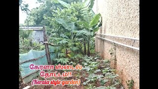 கேரளா ஸ்டைல் தோட்டம்Kerala Style Gardentamilfarmers tamilagriculture village farming [upl. by Hurless]