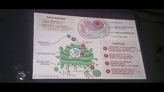 chp3 bio golgi apparatus golgi bodies class 11 sum academy larkana [upl. by Letitia]