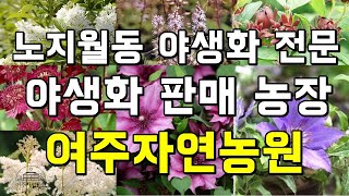 정원식물 전문 다가오는 봄을 맞이하는 노지월동 야생화 판매  Wild Garden Flower [upl. by Enomas249]