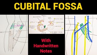 Cubital Fossa Anatomy  Boundaries amp Contents  EOMS [upl. by Assereht]