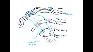 The Thalamus [upl. by Ennairoc]