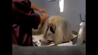 Pekingese Show Grooming [upl. by Auqinal]