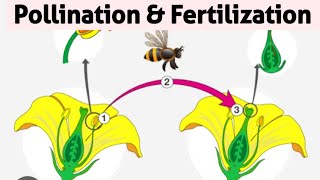 Pollination And Fertilization ICSE Class 9  Flowering Plants Class 9 ICSE  sirtarunrupani [upl. by Ragen]