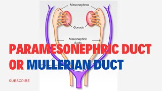 Paramesonephric Duct Or Mullerian Duct Simplified  Embryology [upl. by Hidie]