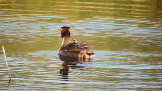 great crested grebes and chicks [upl. by Warenne]