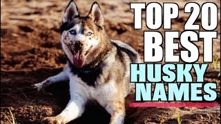 The Top 20 BEST Names For Huskies [upl. by Pizor]