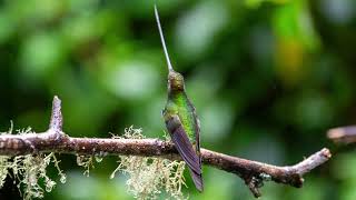 Sword billed Hummingbird Ensifera ensifera [upl. by Jacklin]