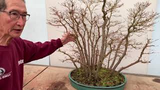 Bonsai Forests and Groups [upl. by Arihsa]