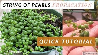 String of Pearls Propagation SHORTS [upl. by Atteragram]