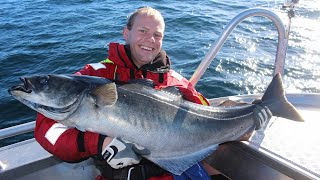 Fishing for huge coalfish at Værøy 2014 [upl. by Brooking]