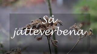 Så jätteverbena [upl. by Grishilda574]