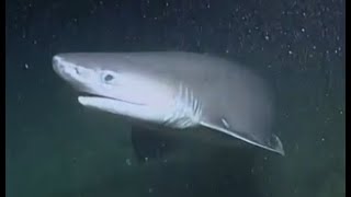 Facts The Bluntnose Sixgill Shark [upl. by Kcorb]