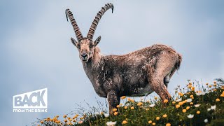 The Return of the Ibex  Back from the Brink [upl. by Mikiso969]