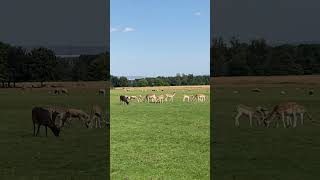 National Trust  Tatton Park United Kingdom 🇬🇧 [upl. by Anagrom522]