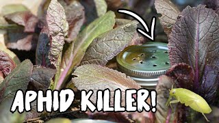 CONTROL ANTS amp APHIDS with this SIMPLE TRICK [upl. by Eelrihs]