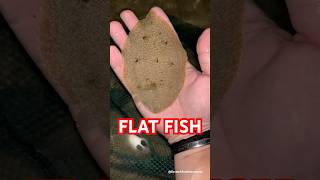 Flat Fish  Explore  BycatchAndAdventures [upl. by Berriman537]