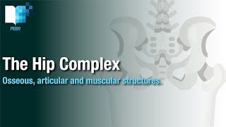 The Anatomy of the Hip Complex bones joints and muscles [upl. by Kieger]