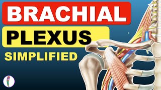 Brachial Plexus Anatomy Simplified  Brachial plexus made easy Brachial plexus mnemonics [upl. by Egrog309]