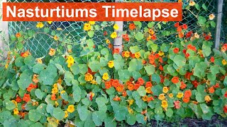 Nasturtiums Growing and Flowering 3Month Timelapse [upl. by Nillok]