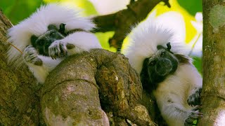 Adorable Tamarins Face Extinction from Deforestation  Seven Worlds One Planet  BBC Earth [upl. by Annaxor]