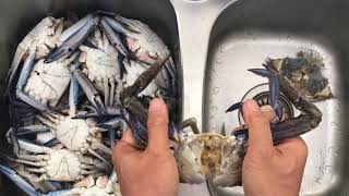 How to Clean Blue Swimmer Crabs [upl. by Nylzor388]