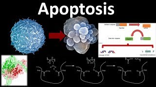 Apoptosis the programmed cell death [upl. by Nnaeed]