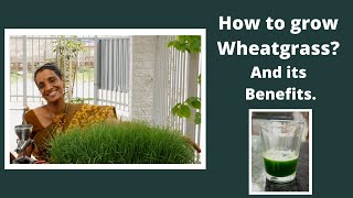 Learn how to grow Wheatgrass and its benefits [upl. by Pitchford]