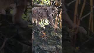 Canadian Lynx walking on rocks birds birdwatching birdenthusiast zoo [upl. by Rramahs853]