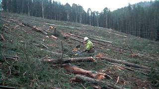 Tower Logging in Australia pt3 [upl. by Anrol921]