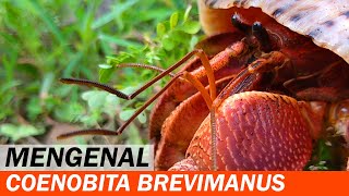 Mengenal Kelomang Coenobita Brevimanus Dana  Pengetahuan Kelomang  Crabpedia [upl. by Rosio]