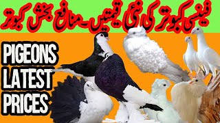 Fancy Pigeons Price In Pakistan  Fancy Pigeon Types  Fancy Pigeon Market  Fancy Pigeon Business [upl. by Eliathas]