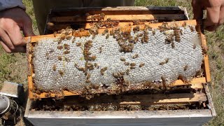 Honey Harvest 2019 188 Pounds [upl. by Aldridge]