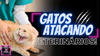 GATOS ATACANDO VETERINÁRIOS  Cats Attacking Veterinarians [upl. by Sirtimed]