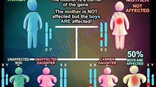 Genetics  Laws of Mendel Easy Way Hindi [upl. by Rednaxela]