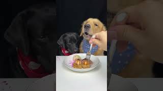 Today Is A Delicious Day Golden and Labrador Oh My God It Smells So Good Cute Dog Debut Plan [upl. by Kathryne]