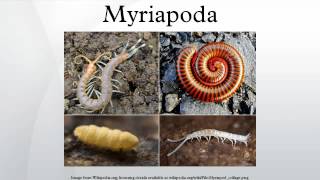 Myriapoda [upl. by Anwahsar608]