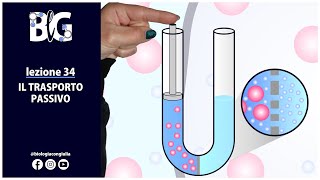 Il TRASPORTO PASSIVO  diffusione semplice osmosi e diffusione facilitata [upl. by Micco]