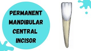 Permanent Mandibular central incisor  Tooth Morphology made easy [upl. by Rand]