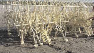 Theo Jansens strandbeest Theo Jansens beach animal [upl. by Jorgensen866]